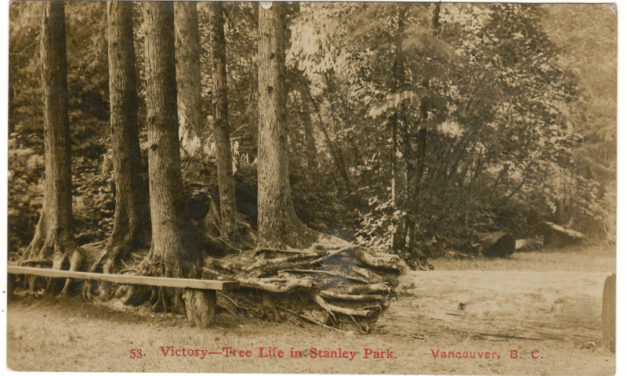 Timms, Victory–Tree Life in Stanley Park, 1909 1c Postcard