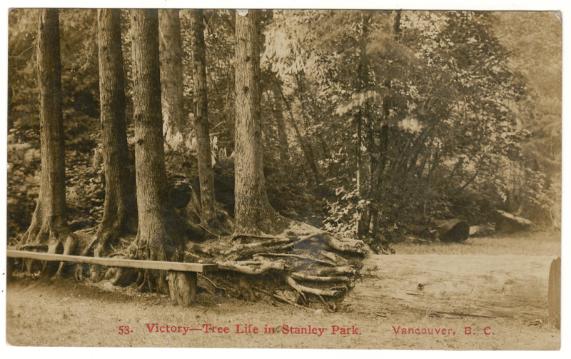 Timms, Victory–Tree Life in Stanley Park, 1909 1c Postcard