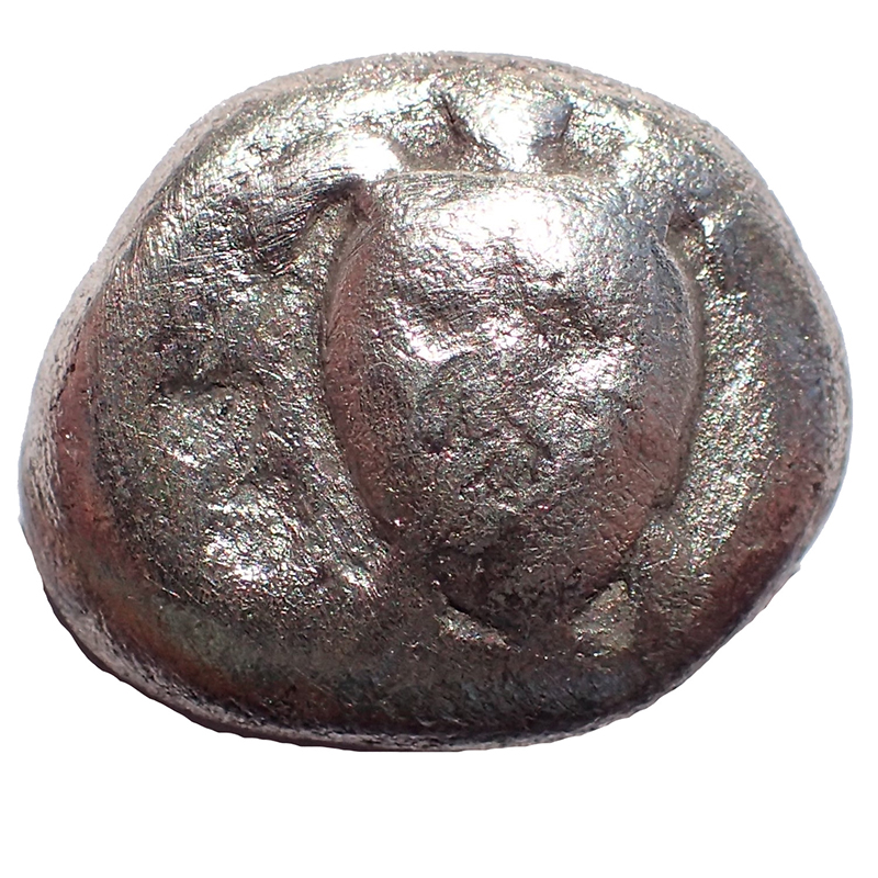 turtle obverse