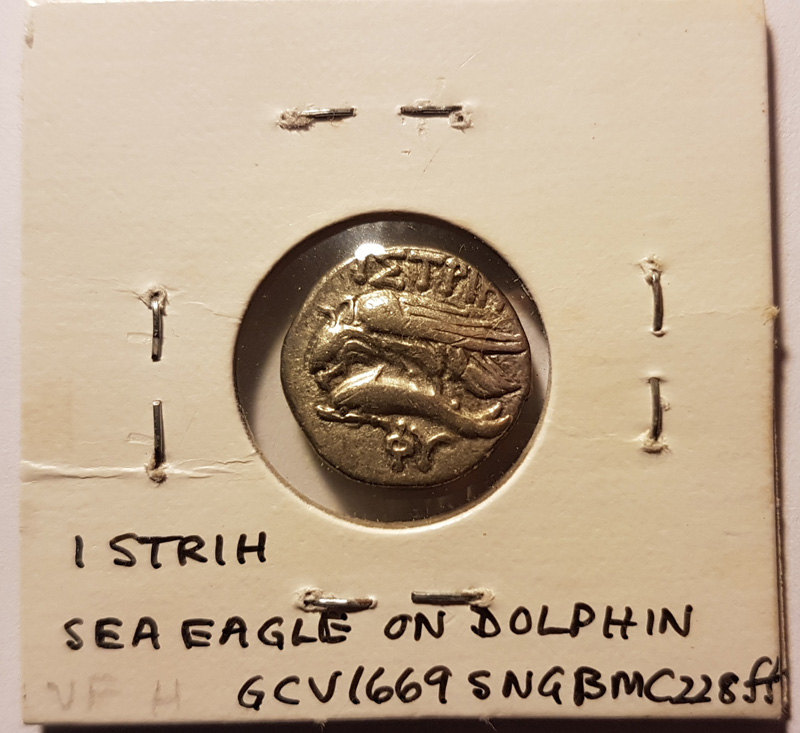 Sea eagle on Dolphin
