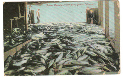 Mount Pleasant, B.C. RF D 1906 2c Salmon Cannery Postcard to U.K.