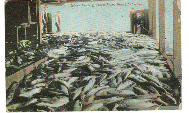 Mount Pleasant, B.C. RF D 1906 2c Salmon Cannery Postcard to U.K.