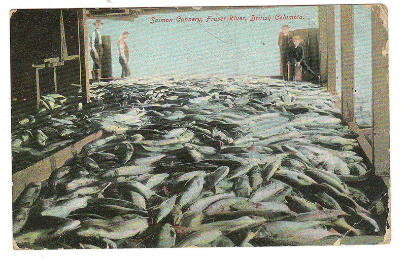 salmon cannery
