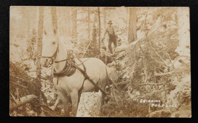Skidding Pulp Logs Unused Real Photo Postcard, ex Wellburn