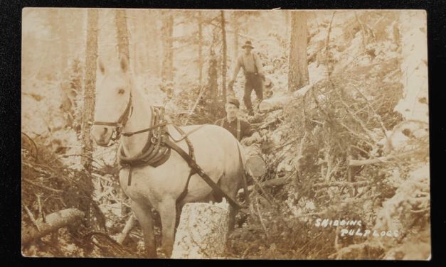 Skidding Pulp Logs Unused Real Photo Postcard, ex Wellburn