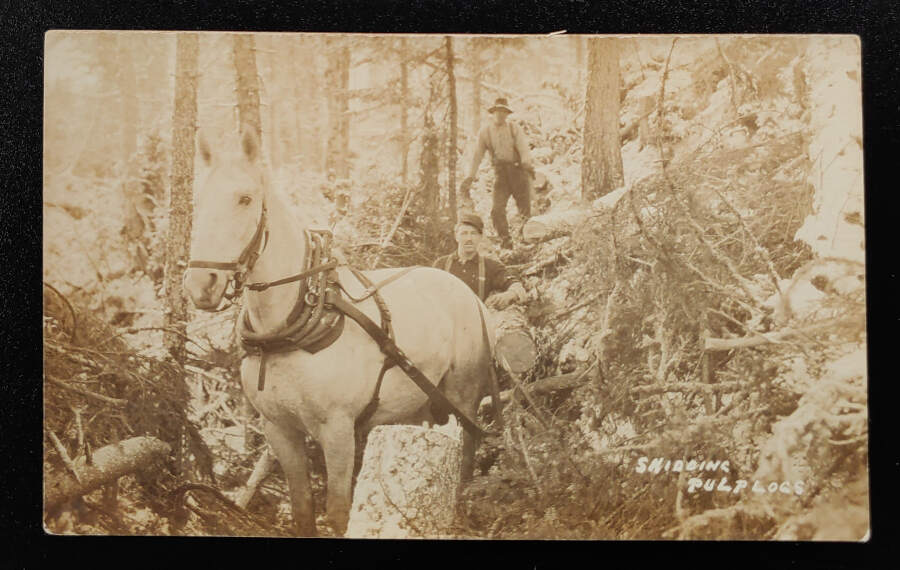 Skidding Pulp Logs Unused Real Photo Postcard, ex Wellburn
