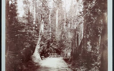 Stanley Park Bailey Bros 7.5×9.5″ Rustic Bridge Photo (2)