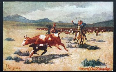 Cow and Calf Roundup Unu Macfarlane John Innes colour Postcard