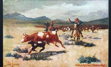 Cow and Calf Roundup Unu Macfarlane John Innes colour Postcard
