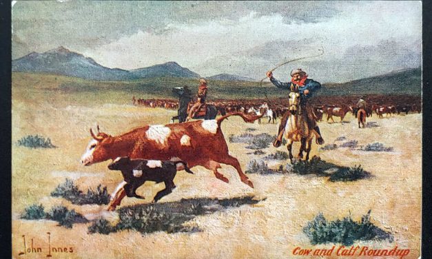 Cow and Calf Roundup Unu Macfarlane John Innes colour Postcard