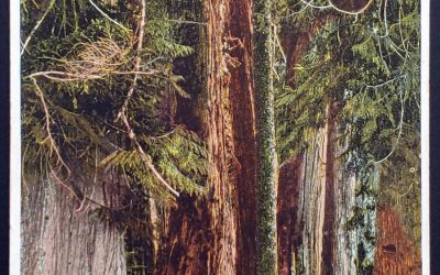 Leonard Frank Unu Red Cedar Forest 1927 colour Postcard