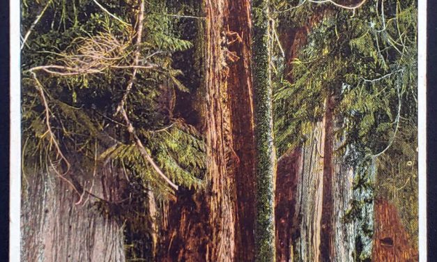 Leonard Frank Unu Red Cedar Forest 1927 colour Postcard