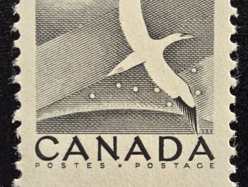 Canada #343 Mint 1954 15c Gannet Misperf