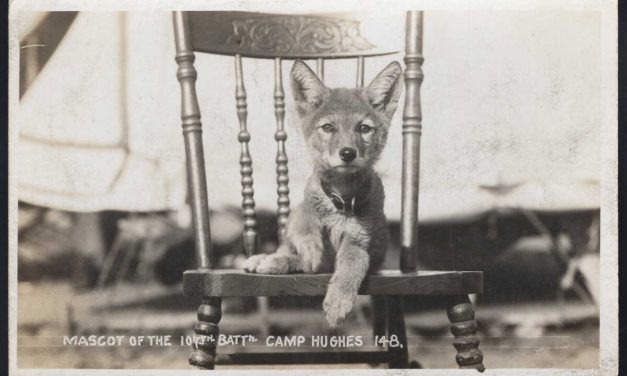 Canada WWI / Militia. Camp Hughes, Manitoba. Mascot of the 107th Battalion. Real Photo Postcard