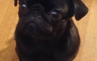 Penny Black says ‘Safety first, wash your paws..’