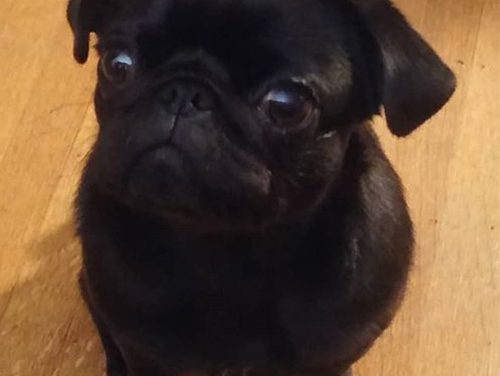 Penny Black says ‘Safety first, wash your paws..’